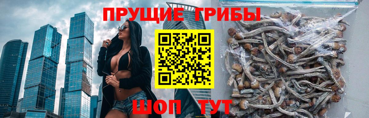 хочу   Псилоцибиновые грибы Psilocybe  Барнаул  Галлюциногенные грибы Psilocybine cubensis 